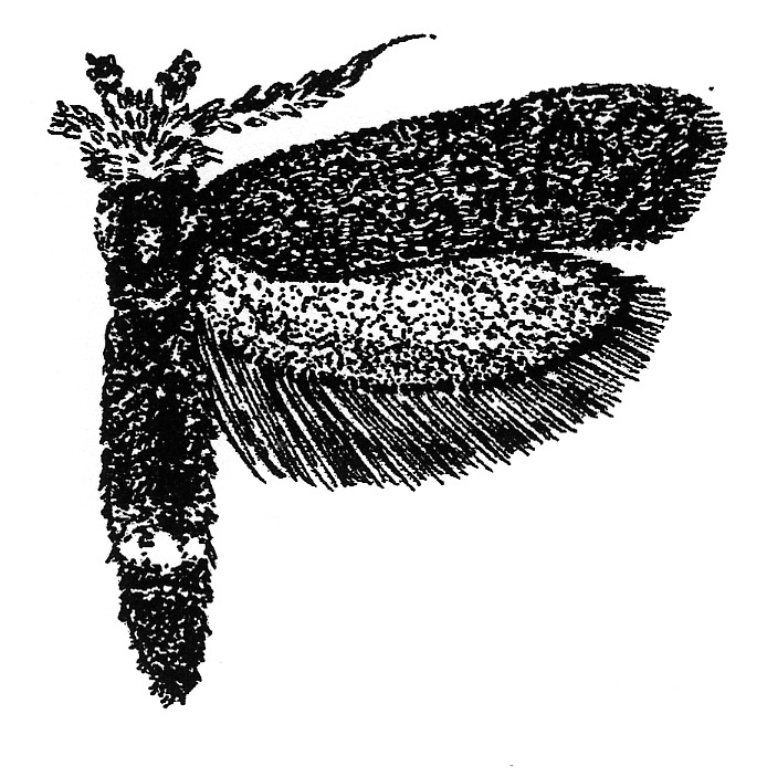 Adult of Ochsenheimeria taurella (Ypsolophidae).